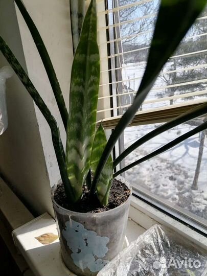 Комнатные цветы