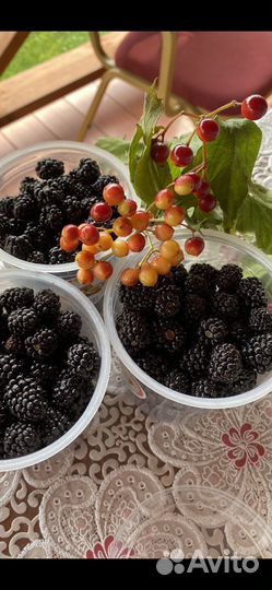 Пастила домашняя