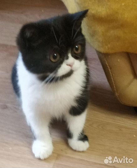 Кошки