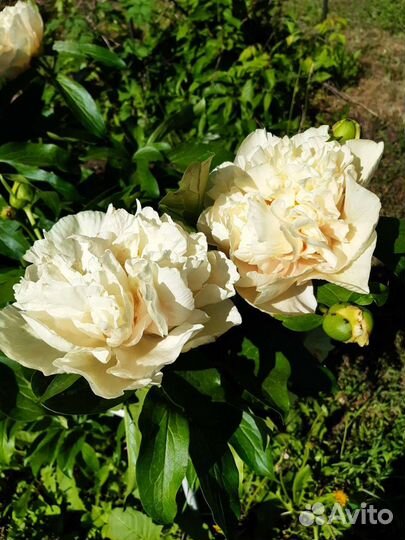 Деленки пионов