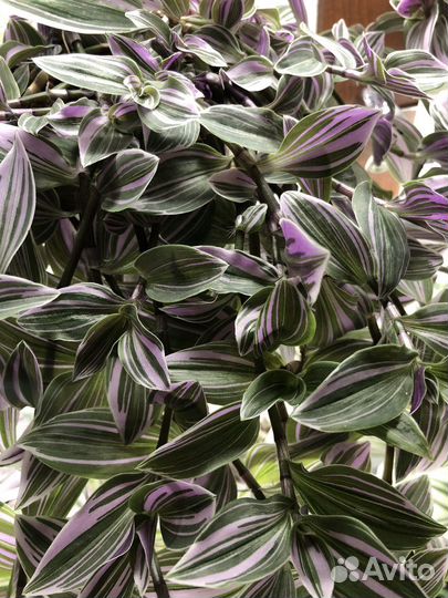 Традесканция сортовая