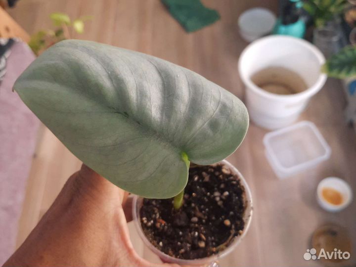 Сциндапсус платинум