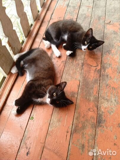 Котята в добрые руки