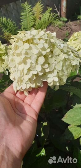 Гортензия Selection