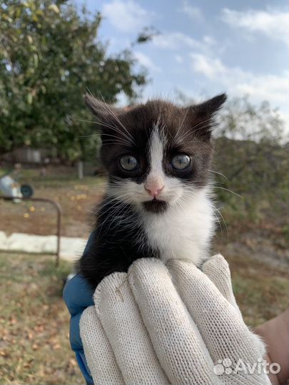 Котята в дар бесплатно