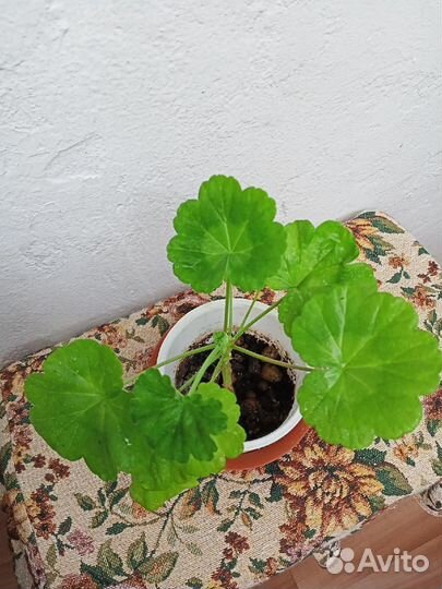 Королевская пеларгония, герань ярко-красная