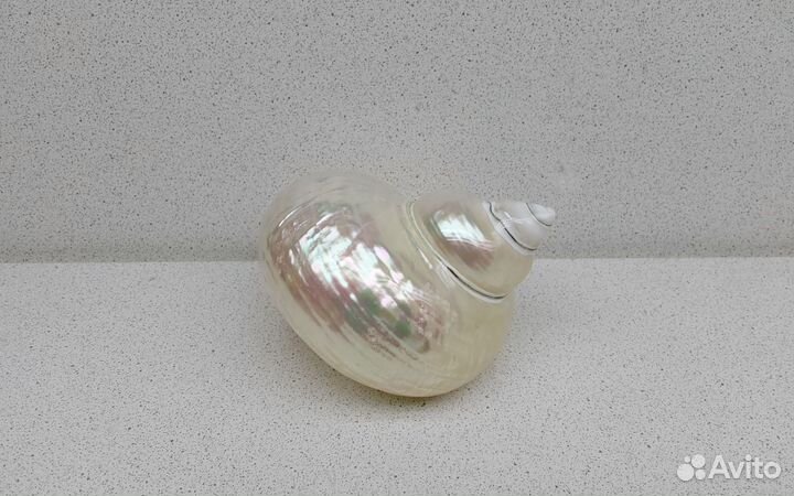 Турбо Фолген 10,6 морская ракушка раковина