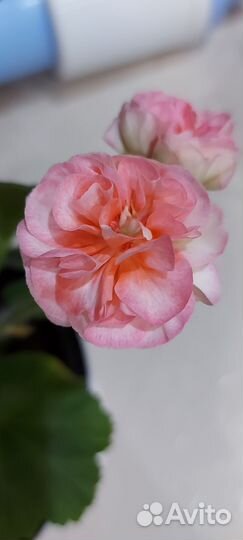 Пеларгония герань