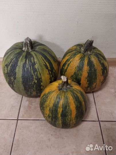 Семена тыквы голосеменной Даная и Абрикосовая