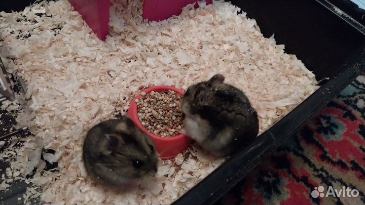 Джунгарский хомяк с клеткой