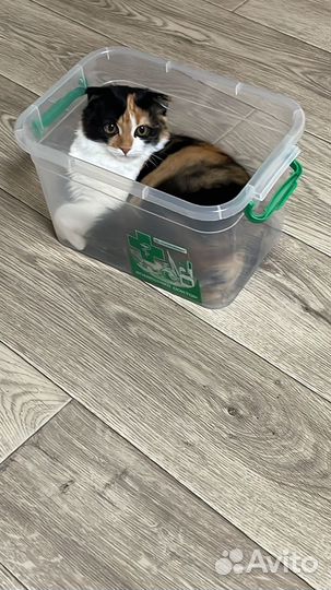 Котенок в добрые руки