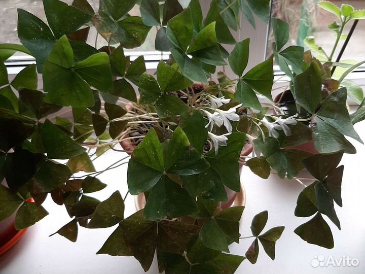 Кислица оксалис