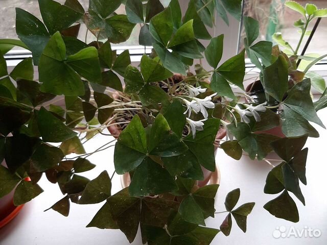 Кислица оксалис