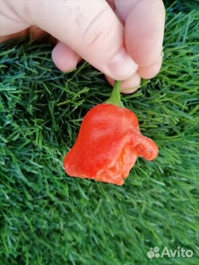 Семена перцы острые, перец сладкий Гагашар