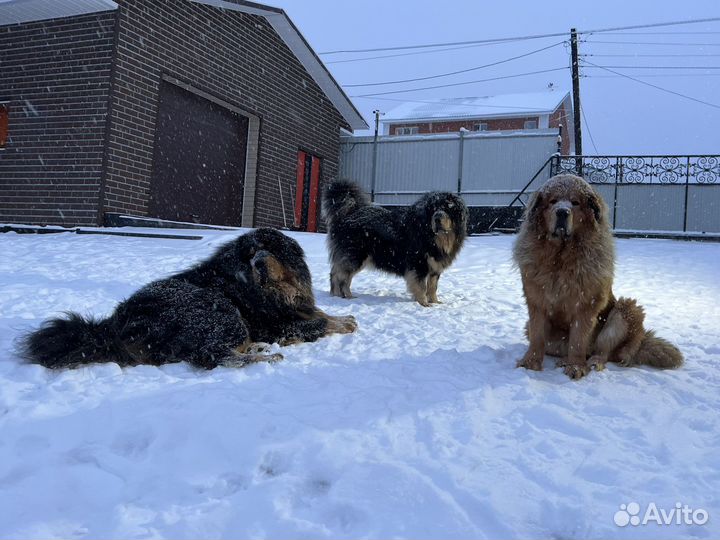 Тибетский мастиф щенки