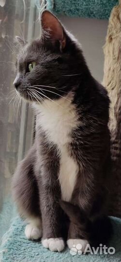 Кошка в дар