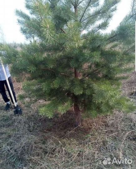 Сосна кедровая