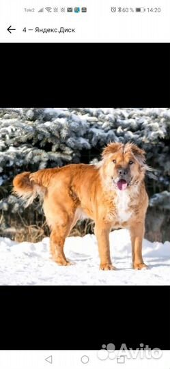 Пес шарпей Мишка 4годика кастрирован домашний