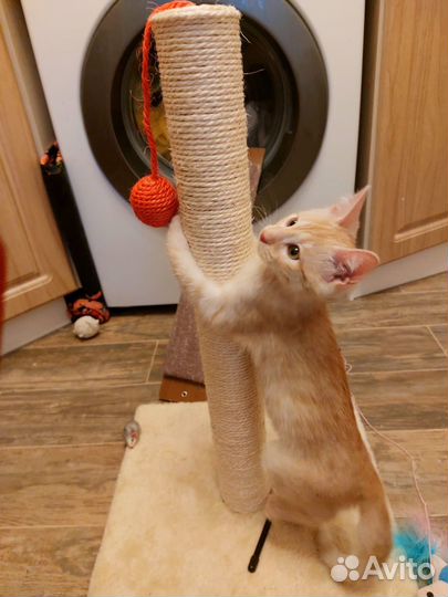 Котик в добрые руки бесплатно