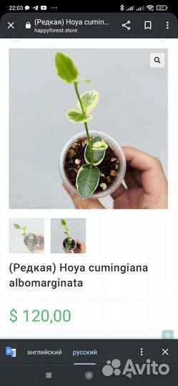 Редкая Хойя cumingiana albomarginata