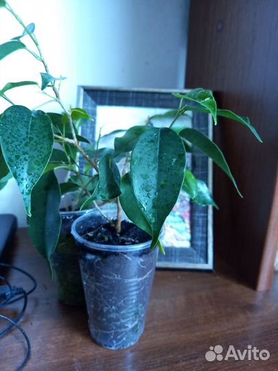 Фикус бенджамина