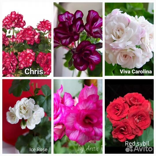 Герань пеларгония