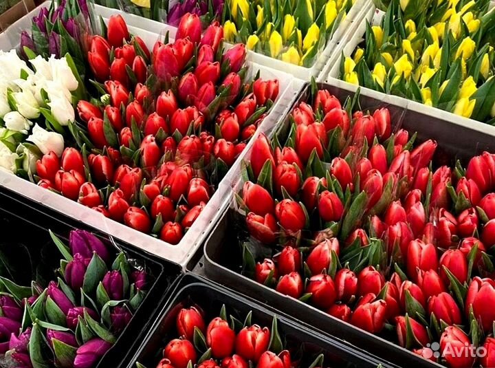 Тюльпаны оптом от 500 шт