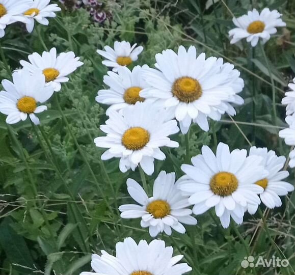 Ромашка домашняя кустик