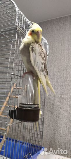 Попугай Корелла девочка с клеткой