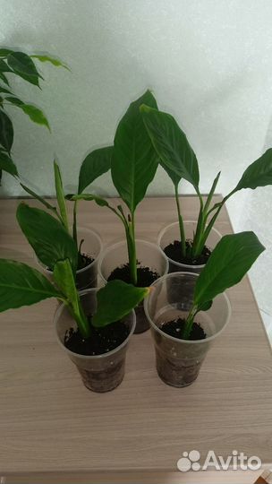 Спатифиллум