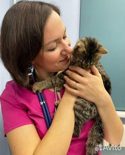 Инфекционный стационар для кошек и щенков (передер