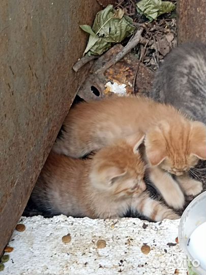 Котята ищут дом