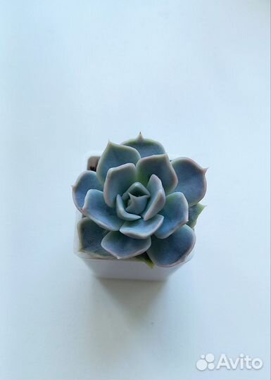 Суккуленты ч.2