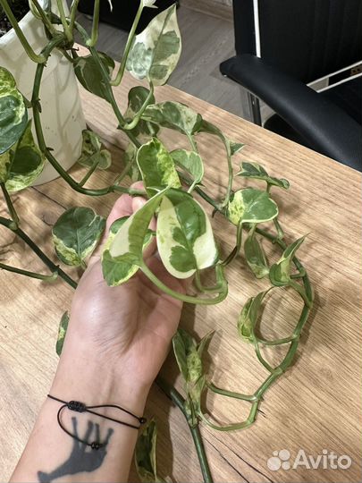 Эпипремнум njoy