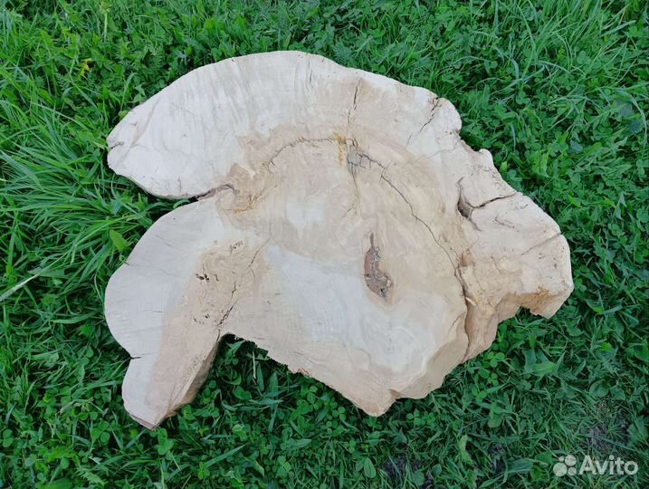 Спил капа березового