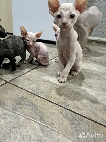 Донской сфинкс котята