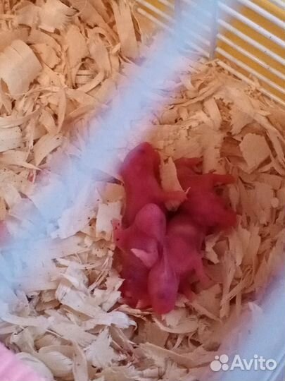 Сирийские хомячки малыши