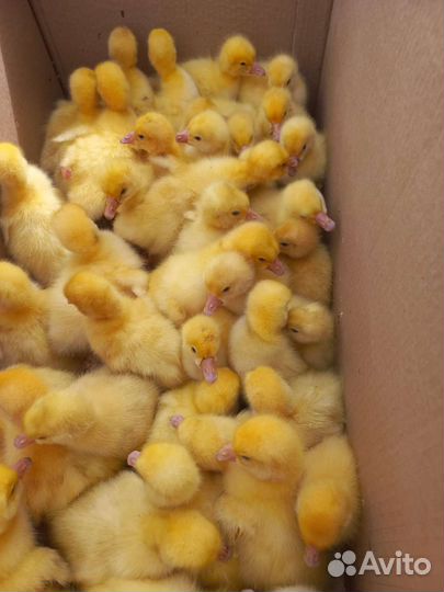 Продаю птицу