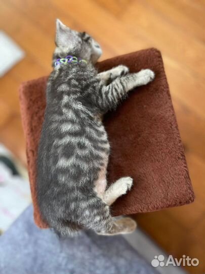 Котята в добрые руки бесплатно