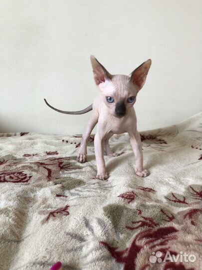 Канадский сфинкс