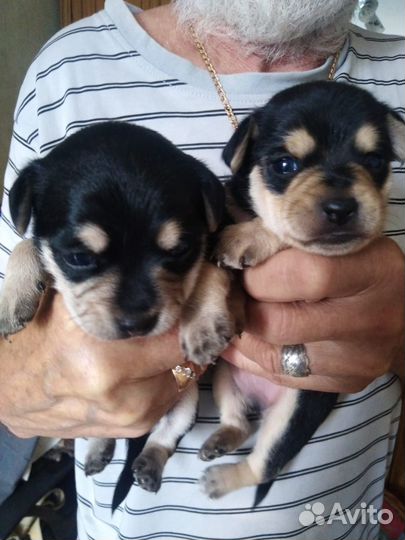 Той-терьер щенки