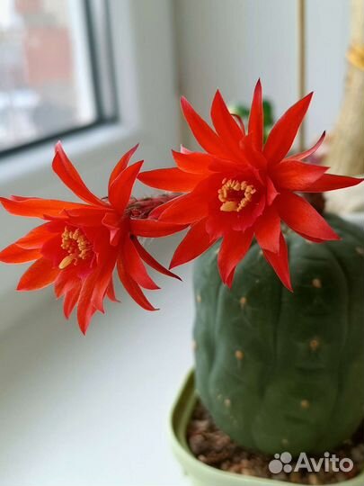 Кактусы. Семена