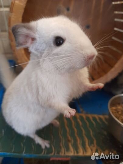 Шиншиллы пара