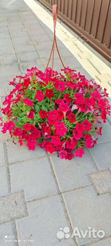 Петуния ампельная в кашпо