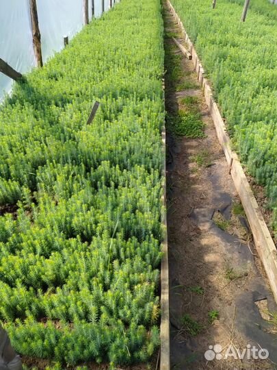 Сеянцы кедра Сибирского