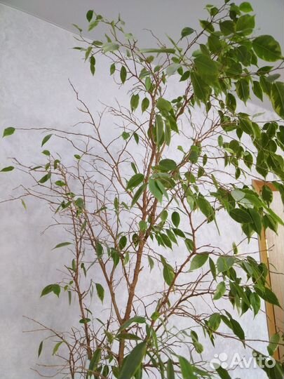 Фикус Бенджамина 1,5 метра