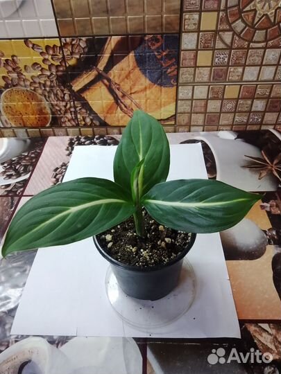 Диффенбахия