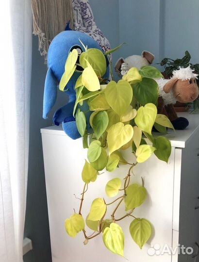 Золотой сциндапсус /коллекционный