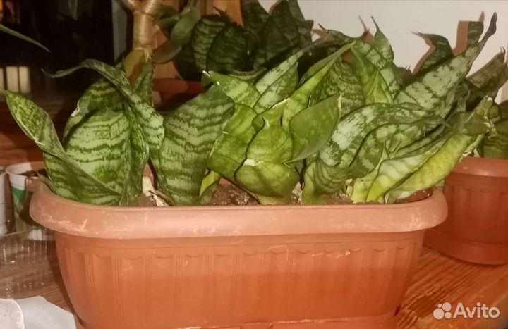 Сансиеверия