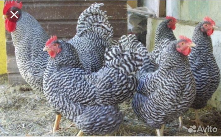 Куры несушки и петушки